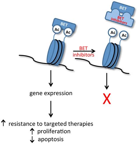 Targeting Bet Bromodomain Proteins In Solid Tumors Oncotarget