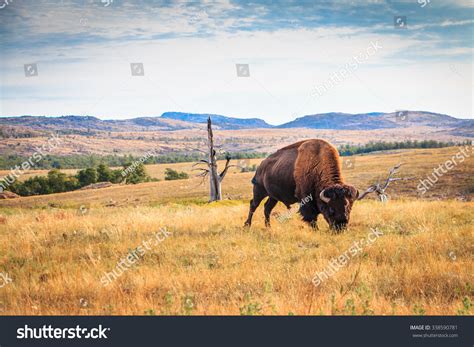 Bison Buffalo Grazing Wichita Mountains Oklahoma Stock Photo (Edit Now ...