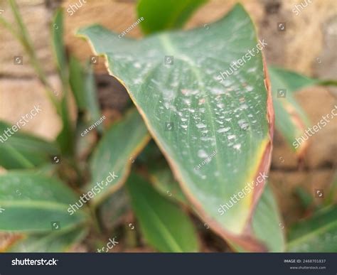 Acid Rain: Over 4,421 Royalty-Free Licensable Stock Photos | Shutterstock