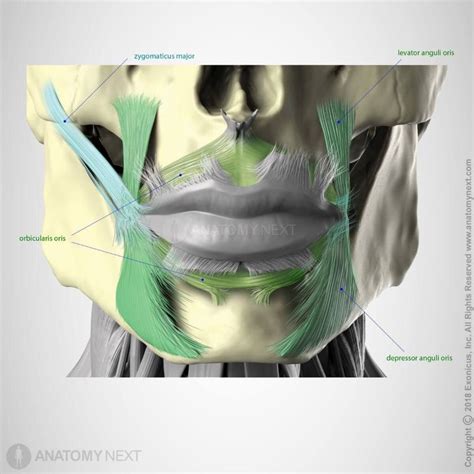 Orbicularis Oris Encyclopedia Anatomyapp Learn Anatomy 3d