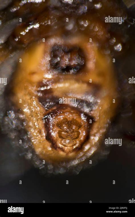 Spider Spinnerets Ventral View Of Abdomen Stock Photo Alamy