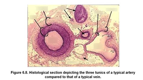 Histology Depicting Tunics In Artery Vs Vein Diagram Quizlet