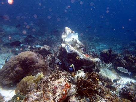 Miris Begini Penampakan Terumbu Karang Raja Ampat Yang Hancur Karena