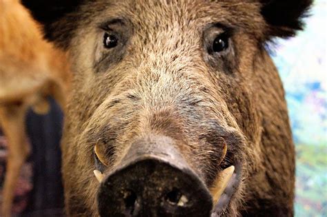 Schwein Wild Wildschwein Kostenloses Foto Auf Pixabay