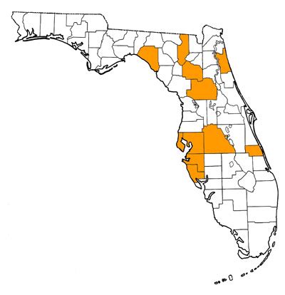 Siren lacertina – Florida Vertebrate Fossils