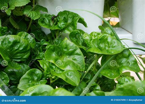 Brazilian Spinach Also Known As Althernanthera Sisso Or Bayam Brazil
