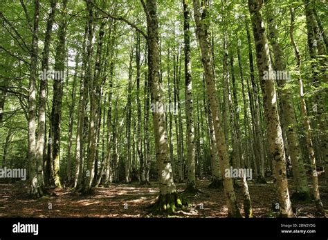 beech beam  res stock photography  images alamy