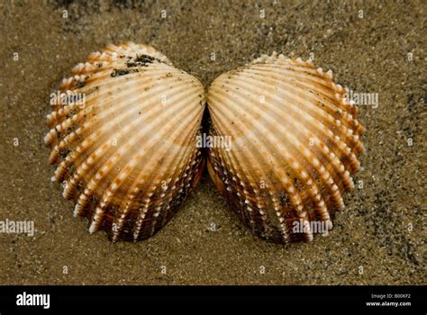 cockle shells   beach stock photo alamy