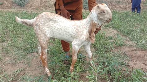 Luddan Bakra Mandi Update Makhi Cheeni Bakraro Ke Fresh Rate Ajmal TV