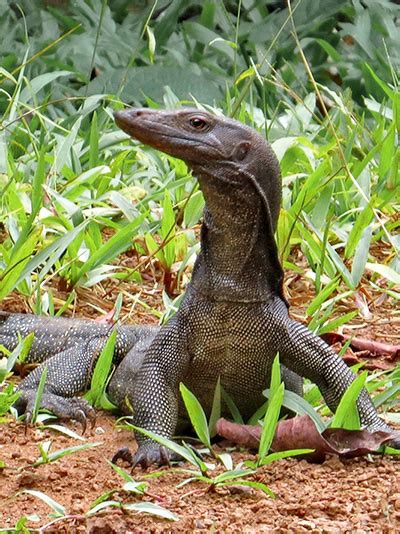 Rasmussen S Water Monitor Varanus Rasmusseni