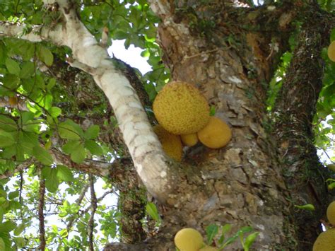 fotos gratis arbol naturaleza rama planta el maletero selva