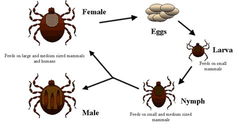 File:Life cycle of ticks family ixodidae.PNG - Wikimedia Commons