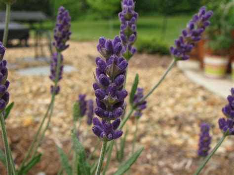 Bestel Lavandula Angustifolia ‘hidcote Voordelig Bij Plantenweelde