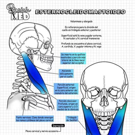 The Muscles Are Labeled In This Diagram