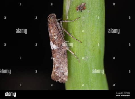 Leek Moth Caterpillar Hi Res Stock Photography And Images Alamy