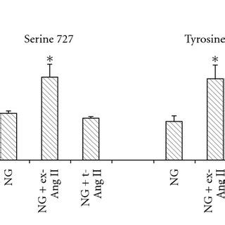 Effect Of Intracellular Ang II On Stat3 Phosphorylation Mesangial