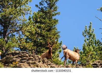 Royal Bull Elk Standing On Ledge Stock Photo (Edit Now) 1110340073