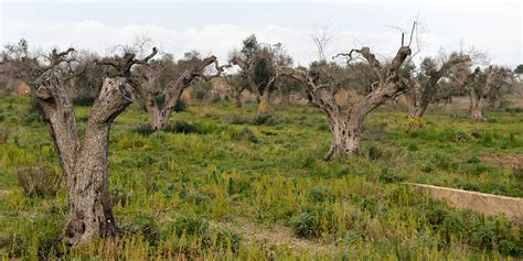 Xylella tutto quello che cè da sapere sul fastidioso batterio