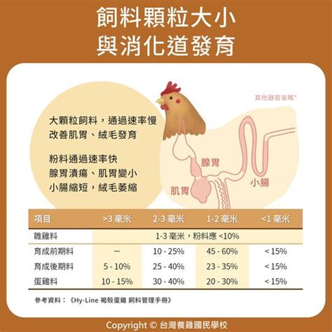 蛋雞｜4 飼料顆粒大小與消化道發育 優雞可尋