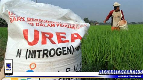 Alokasi Pupuk Bersubsidi Di Sampang Berkurang Regamedianews