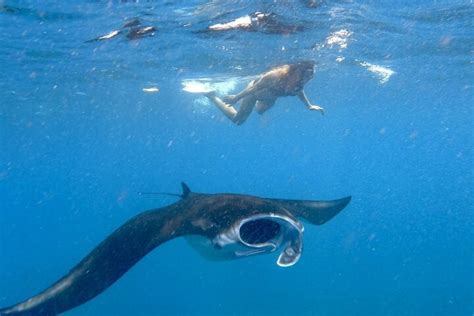 Bali Snorkeling Day Trip Swim With Gentle Manta Rays In Nusa Lembongan