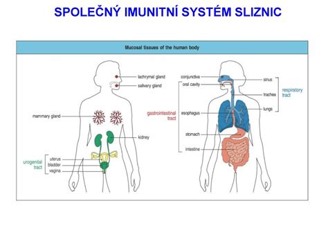 Slizni N A Ko N Imunita Ppt St Hnout