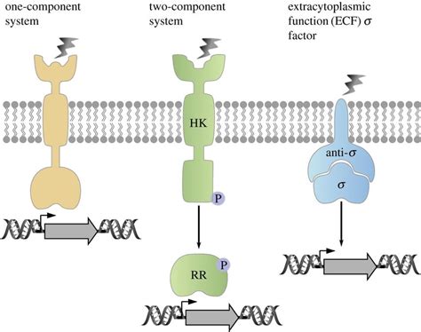 Schematic Presentation Of The Major Types Of Transmembrane Signalling Download Scientific