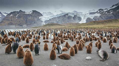 Premi Res Exp Ditions Antarctique Histoire P Le Sud Terra Antarctica