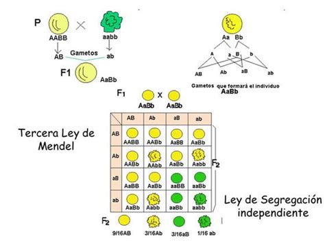 Leyes De Mendel Genotipo Y Fenotipo Porn Sex Picture