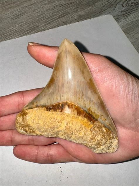 M Galodon Dent Fossile Carcharocles Megalodon Cm Catawiki