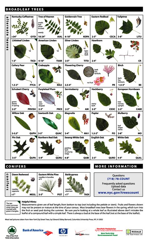 Fruit Tree Leaf Identification Chart