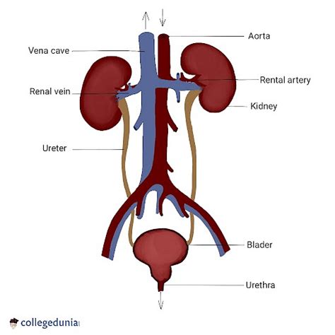 Urethra Anatomy Function Disorders And Facts