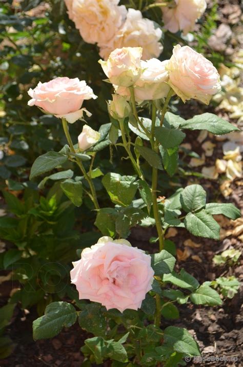 Роза Малибу Фото И Описание – Telegraph