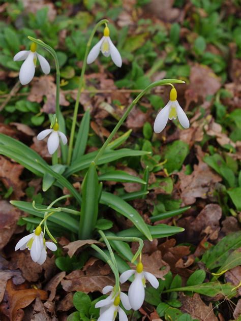 Galanthus Plicatus Wendys Gold Beth Chattos Plants