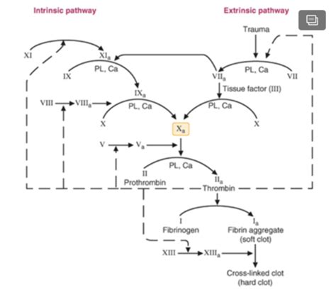 Biochemistry Ch Blood Plasma Proteins Coagulation Fibrinolysis