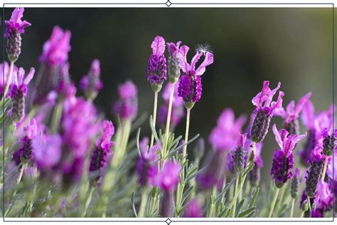 Lavender Plant Types