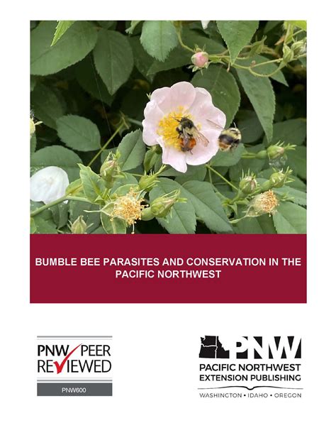 Bumble Bee Parasites and Conservation in the Pacific Northwest | WSU