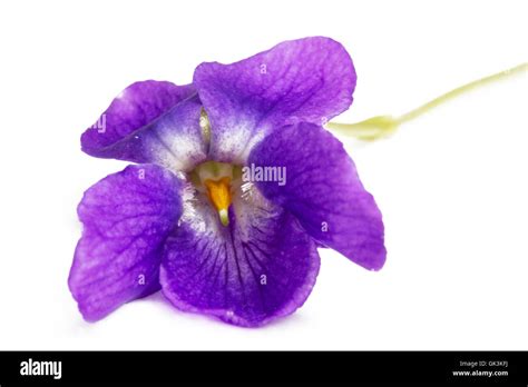 Violets Close Up Hi Res Stock Photography And Images Alamy