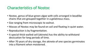 Nostoc | PPT