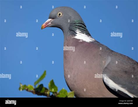 The Common Wood Pigeon Or Common Woodpigeon Also Known As Simply Wood