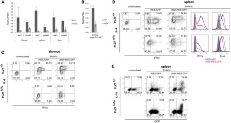 PLZF Regulates The Expression Of C Maf Expression Of Maf Was Analyzed