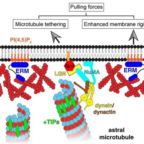 Regulation Of Actin Assembly By Membrane Lipids A Membrane