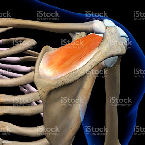 Supraspinatus Muscle Isolated Shoulder Anatomy Posterior View On Black