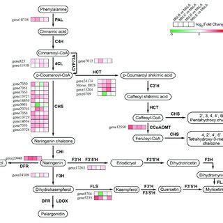 Putative Flavonoid Biosynthesis Pathway In Mulberry Leaves And Gene