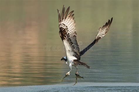 Osprey Catching Fish from the Lake. Stock Photo - Image of bird, osprey ...