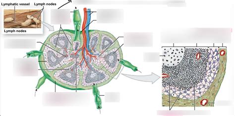 Lymph Node Diagram Quizlet
