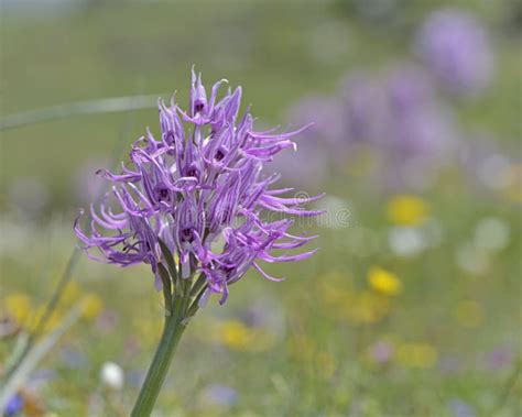 Naked Man Orchid Grecia Immagine Stock Immagine Di Bellezza 169432261