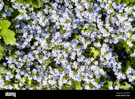 Sommer Wildblumenwiese Natur Hintergrund Fotos Und Bildmaterial In