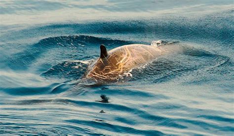 Encuentran Un Zifio De Cuvier Varado En Una Playa Canaria