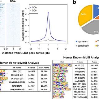 Regulation Of Tm Glaucoma Related Gene Expression By Glis In Tm